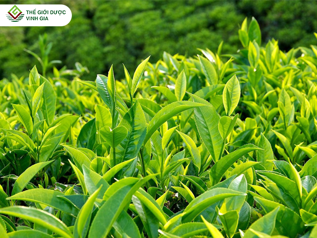 Trong lá trà xanh chứa thành phần tannin khá cao có tác dụng làm se niêm mạc, diệt khuẩn,...