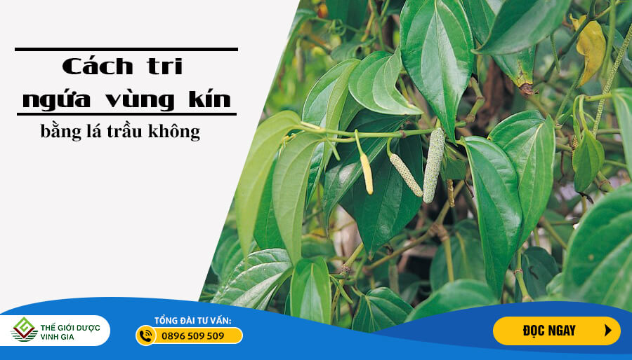Trị ngứa vùng kín bằng lá trầu không: Có phải là biện pháp tốt nhất?