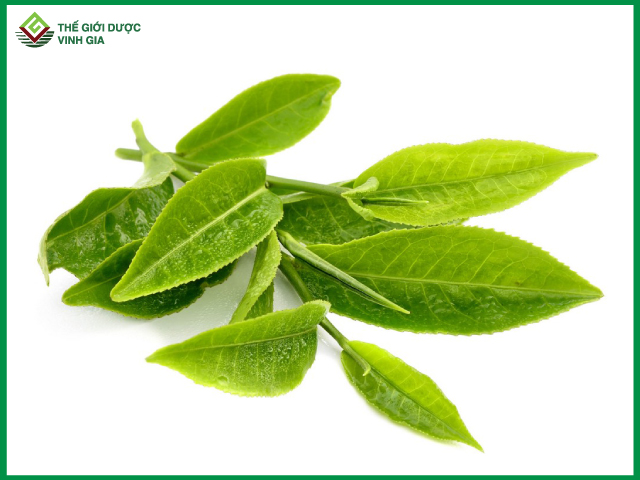 Bài thuốc nam từ lá trà xanh là giải pháp chữa viêm lộ tuyến khá hiệu quả