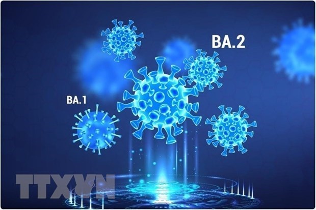 Hình ảnh minh họa các dòng phụ của biến thể Omicron gây bệnh COVID-19. (Ảnh: News-medical.net/TTXVN)