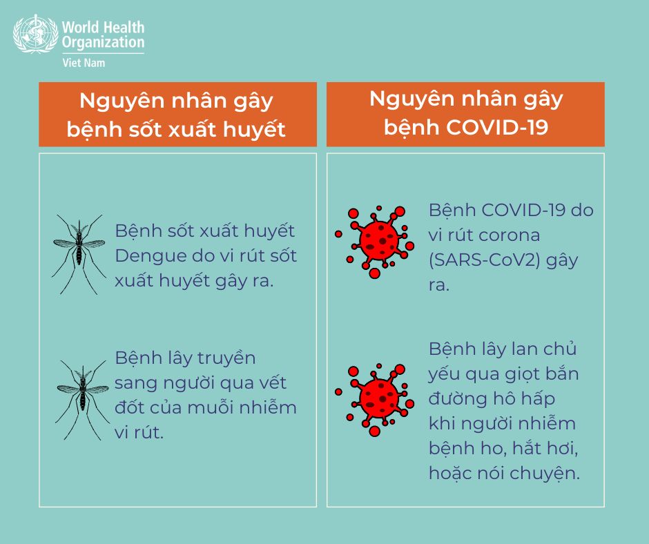 Infographic_Virus gây ra Sốt xuất huyết và COVID-19 hoàn toàn khác nhau