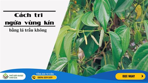 Trị ngứa vùng kín bằng lá trầu không: Có phải là biện pháp tốt nhất?